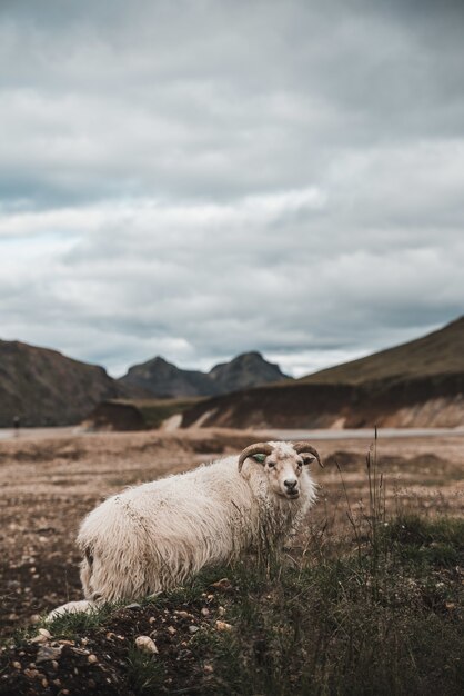 Capture verticale d'un mouton blanc paissant sur le pâturage sous un ciel nuageux