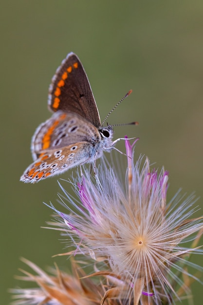 Capture verticale d'un papillon sur une plante