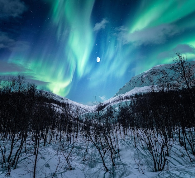 Capture verticale d'un paysage d'hiver nocturne avec des aurores boréales et la lune