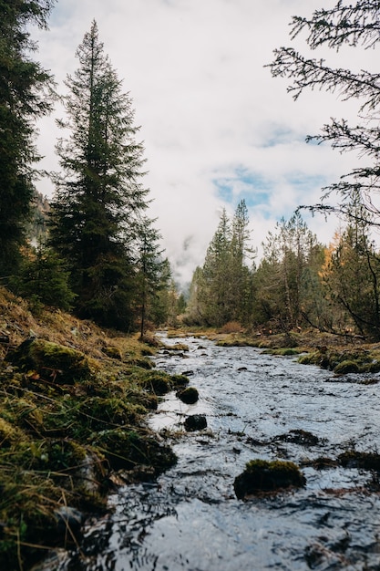 Capture verticale d'un petit courant d'eau s'écoulant à travers une zone boisée d'automne par temps nuageux