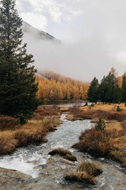 Photo gratuite capture verticale d'un petit ruisseau d'eau qui traverse une zone boisée d'automne un jour brumeux