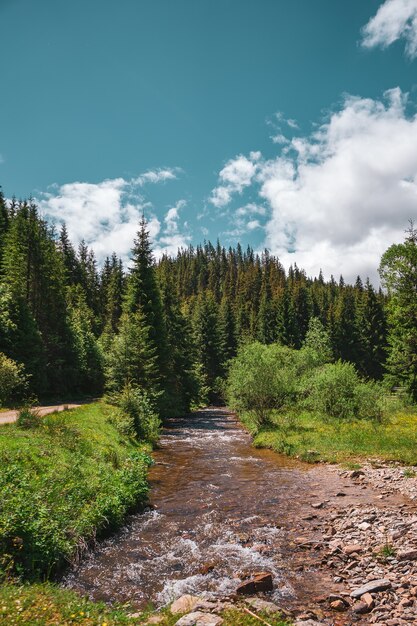 Capture verticale d'une petite rivière entourée d'arbres et de rochers dans une forêt sous un ciel bleu nuageux