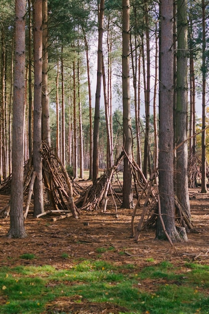 Capture verticale d'un sentier au milieu des grands arbres d'une forêt