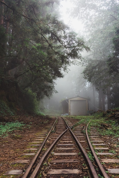 Capture verticale de vieilles voies ferrées dans une forêt à Alishan, Taiwan