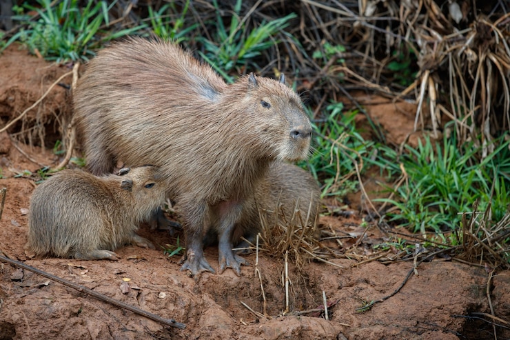 Photo gratuit capybara dans l'habitat naturel du nord du pantanal