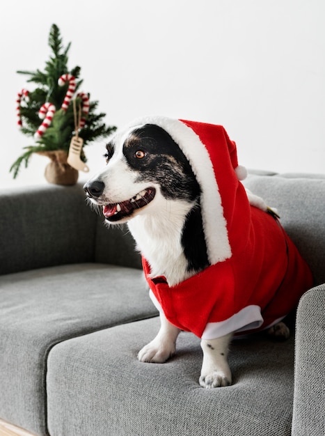 Cardigan Welsh Corgi portant un costume de Noël