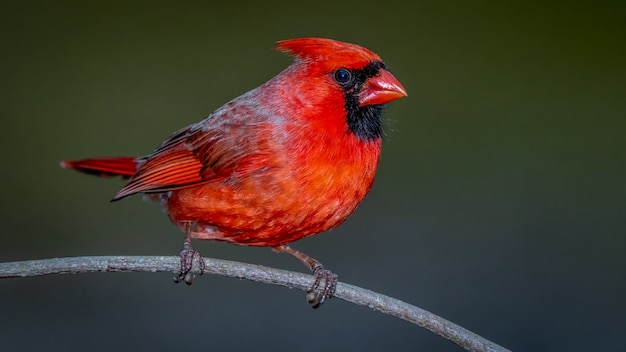 Cardinal du Nord