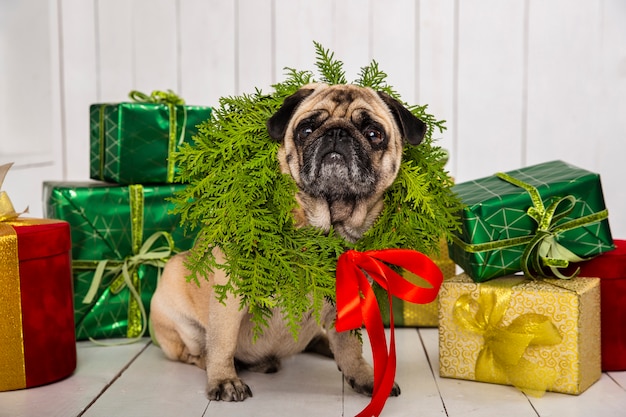 Carlin mignon portant une décoration de guirlande autour du cou près de cadeaux