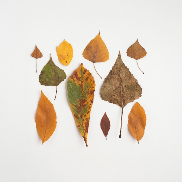 Photo gratuite carré de feuilles d'automne