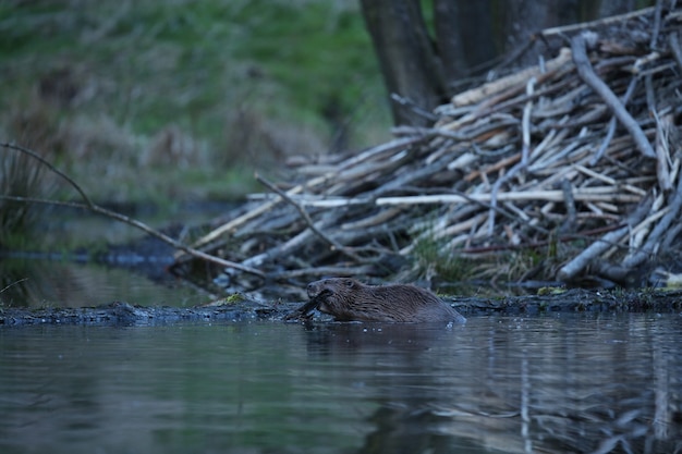castor européen sauvage dans le magnifique habitat naturel de la république tchèque