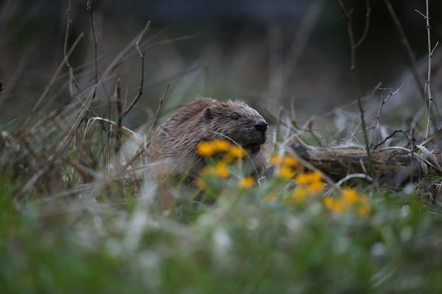 castor européen sauvage dans le magnifique habitat naturel de la république tchèque