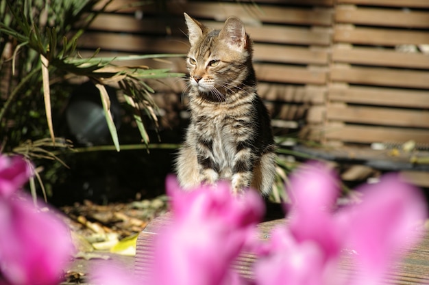 Cat debout regardant de côté