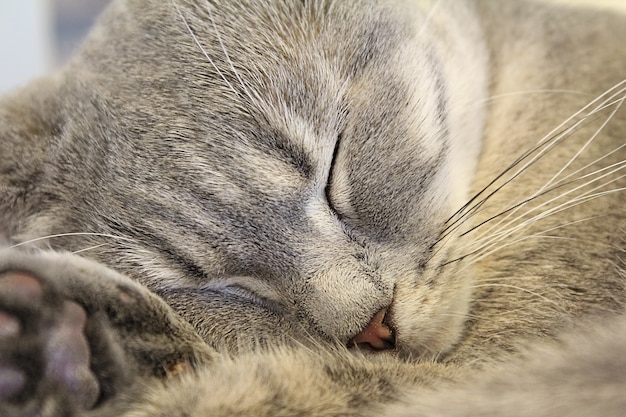 Photo gratuite cat sommeil