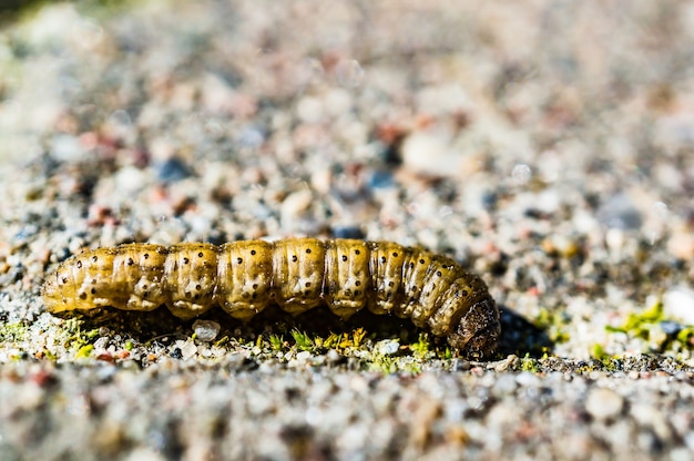 Caterpillar rampant sur le sol pendant la journée