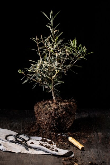 Célébration de la journée de l'arbre avec arbre et outils