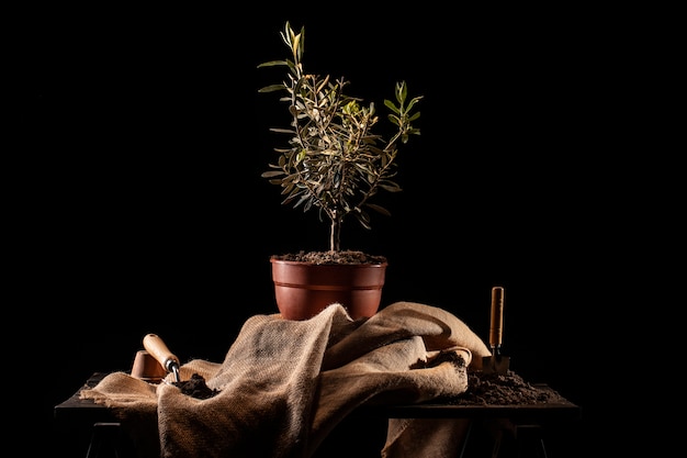 Célébration de la journée de l'arbre avec un arbre en pot