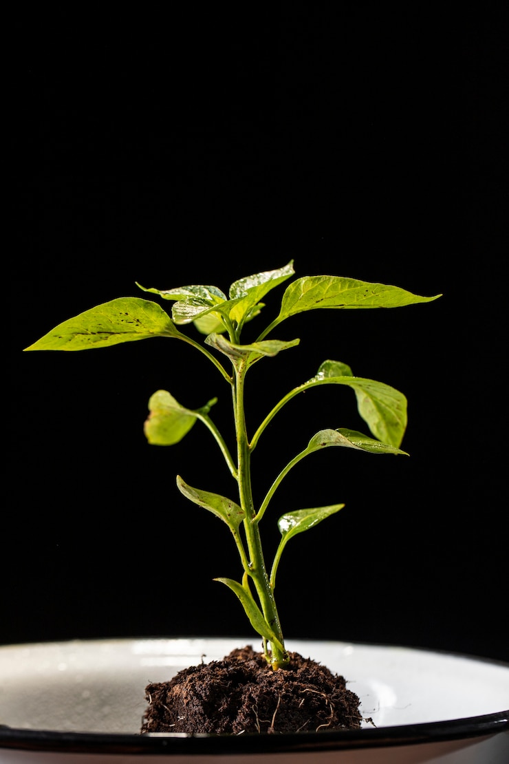 Photo gratuit célébration de la journée de l'arbre avec plante verte