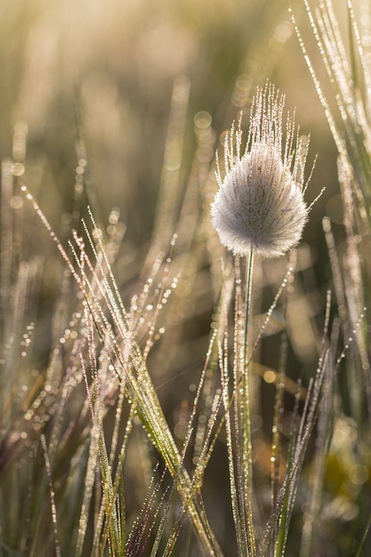 Photo gratuite cépage de floraison couvert de rosée de lagurus ovatus, queue de lièvre