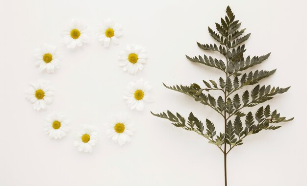 Cercle de boutons de fleurs de marguerite près de brindille