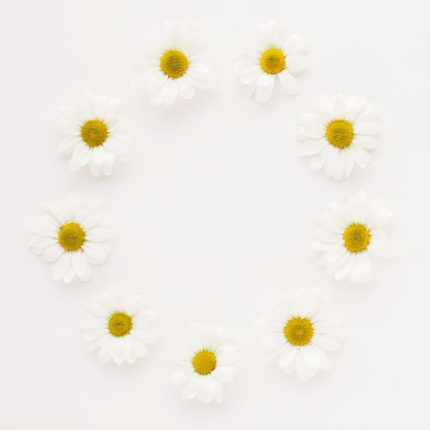 Cercle de boutons de fleurs de marguerite