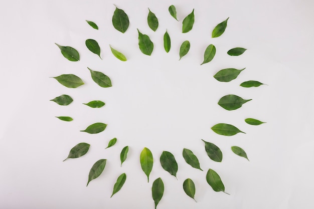 Cercle de feuilles vertes