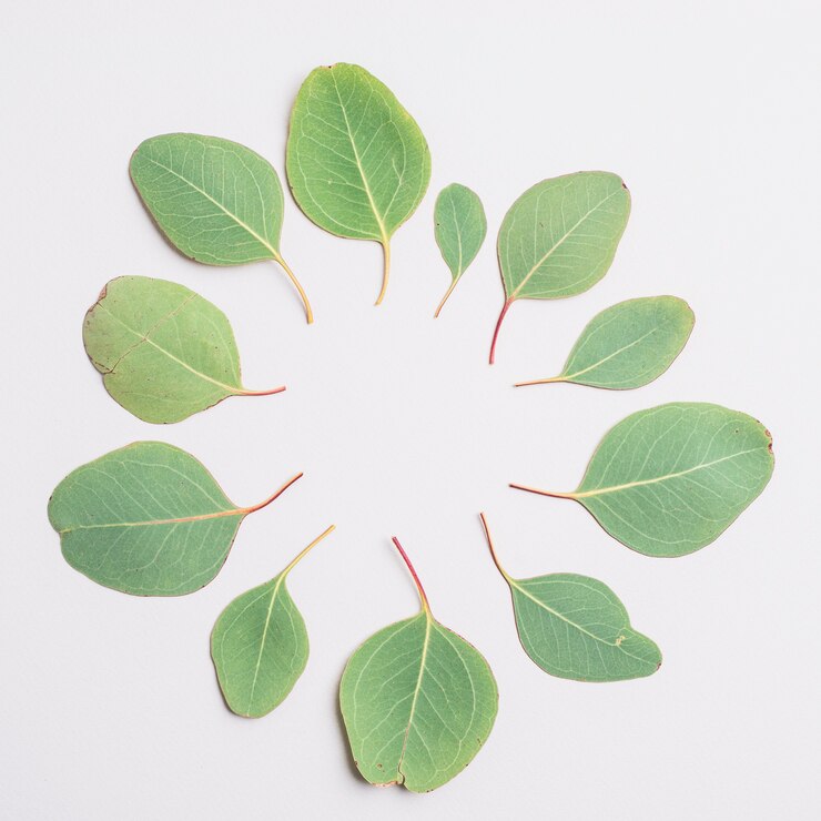 Photo gratuit cercle de feuilles