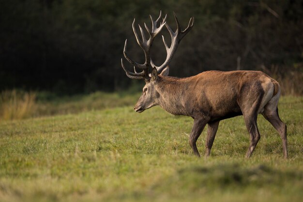 Cerf élaphe dans l'habitat naturel pendant le rut du cerf faune européenne