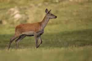 Photo gratuite cerf élaphe dans l'habitat naturel pendant le rut du cerf faune européenne