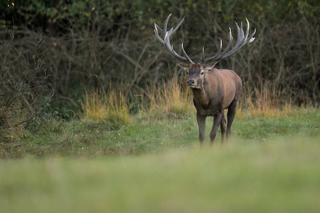 Cerf élaphe dans l'habitat naturel pendant le rut du cerf faune européenne