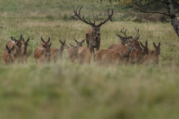 Cerf élaphe dans l'habitat naturel pendant le rut du cerf