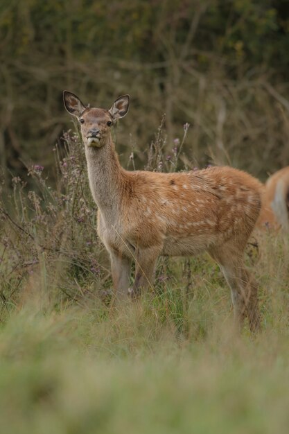 Cerf élaphe dans l'habitat naturel pendant le rut du cerf