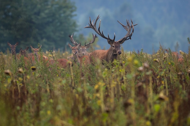 Cerf élaphe dans l'habitat naturel pendant le rut du cerf