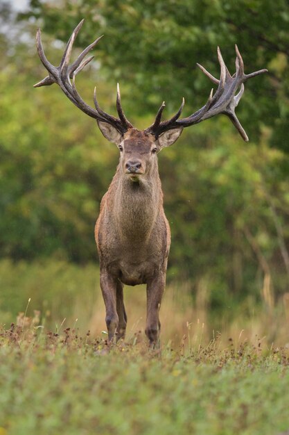 Cerf élaphe dans l'habitat naturel pendant le rut du cerf