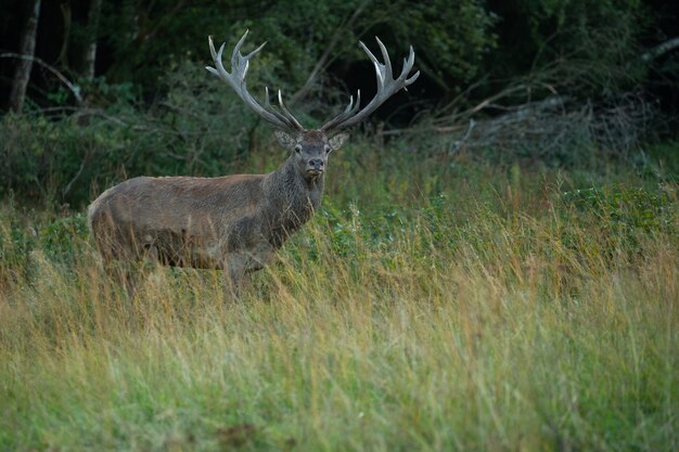 Cerf élaphe sur fond vert pendant le rut du cerf dans l'habitat naturel