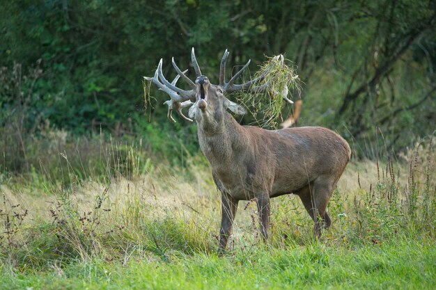 Cerf élaphe sur fond vert pendant le rut du cerf dans l'habitat naturel