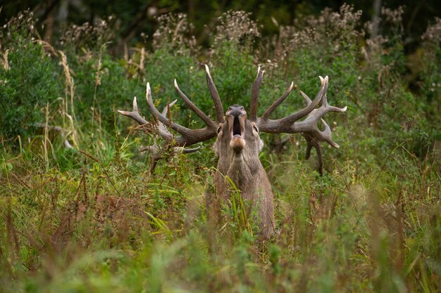 Cerf élaphe sur fond vert pendant le rut du cerf dans l'habitat naturel