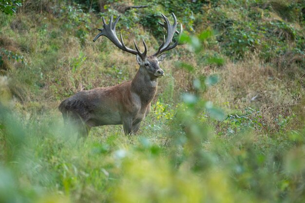 Cerf élaphe sur fond vert pendant le rut du cerf dans l'habitat naturel