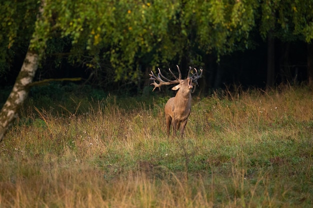 Cerf élaphe sur fond vert pendant le rut du cerf dans l'habitat naturel