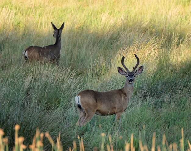 Cerf marchant dans un champ herbeux pendant la journée