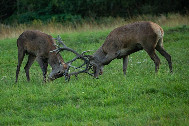 Le cerf rouge souffle sur l'herbe verte pendant le rut du cerf dans l'habitat naturel de la République tchèque.