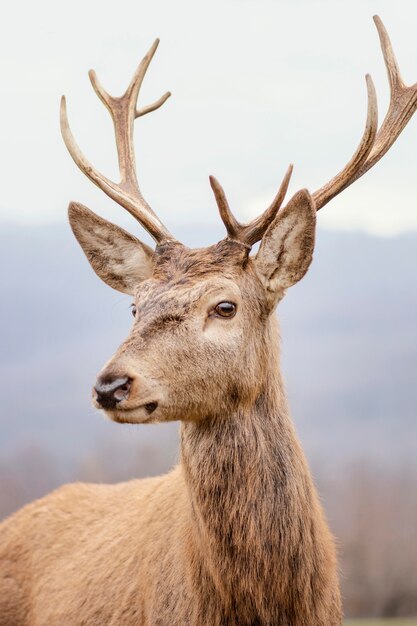 Cerf sauvage capturé dans la forêt