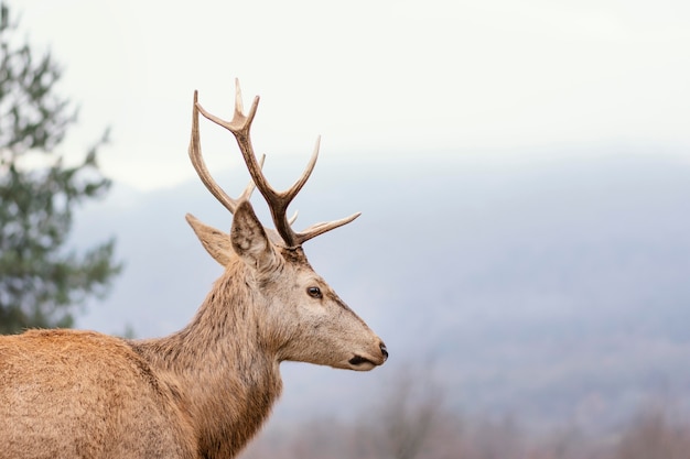 Cerf sauvage capturé dans la forêt