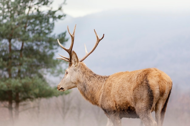 Cerf sauvage capturé dans la forêt