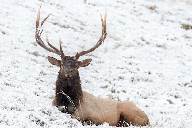 Photo gratuite cerf wapiti attachant dans un champ enneigé