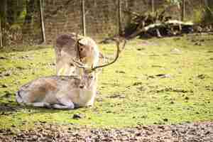 Photo gratuite cerfs de virginie dans un champ entouré de verdure sous la lumière du soleil