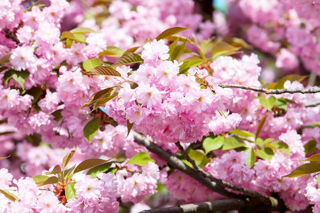 Cerisier en fleurs aux beaux jours sur fond floral. fleurs de sakura aux pétales roses au printemps. nature, beauté, environnement. concept de saison de floraison de sakura. floraison, floraison, floraison.