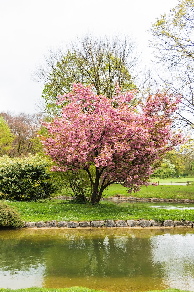 Photo gratuit cerisier par l&#39;eau dans le jardin