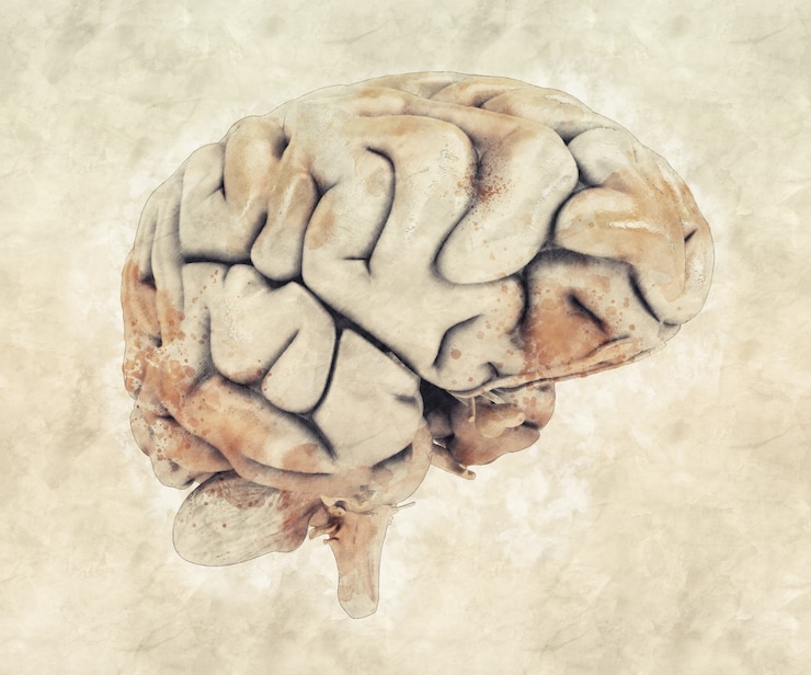Photo gratuit cerveau humain