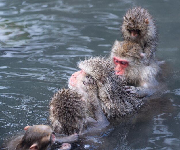 Chaîne de toilettage de macaques