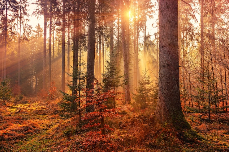Photo gratuit chaleur de la forêt par rayon de soleil
